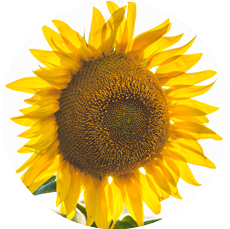 Sunflower (Vitality Package)